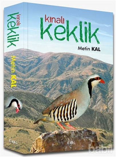 Picture of Kınalı Keklik
