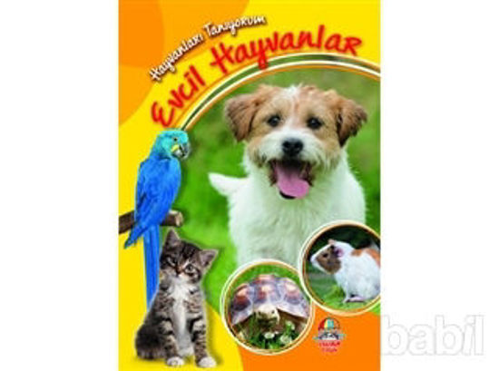 Picture of Evcil Hayvanlar - Hayvanları Tanıyorum