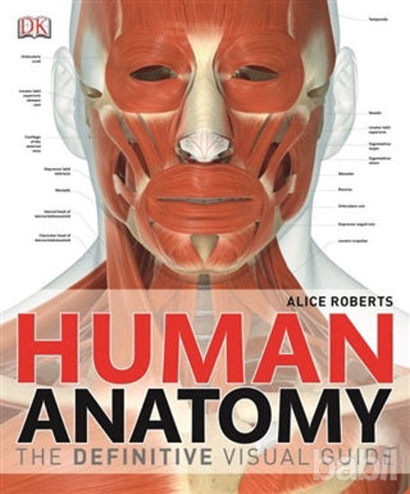Picture of Human Anatomy