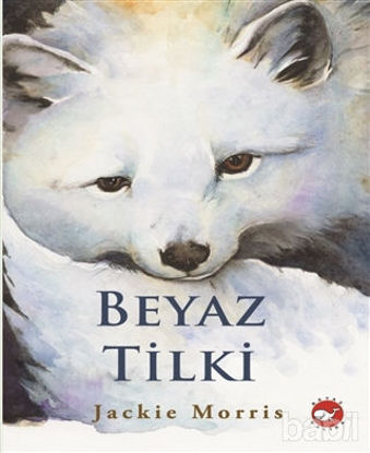 Picture of Beyaz Tilki